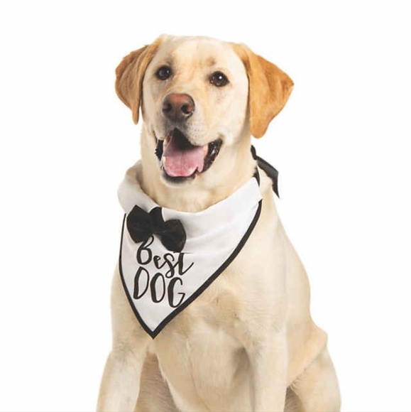 Dog collar/bandana - Best Dog Wedding - Picture 1 of 2